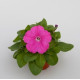 Петуния Espresso® Rose