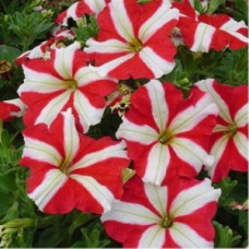 Петуния многоцветковая Lambada Red Star