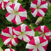 Петуния многоцветковая Lambada Rose Star