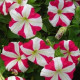 Петуния многоцветковая Lambada Rose Star