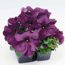 Петуния крупноцв Limbo GP deep purple