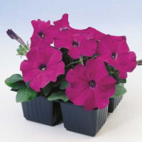 Петуния многоцветковая Lambada Purple