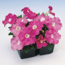 Петуния многоцветковая Lambada Rose