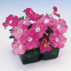 Петуния многоцветковая Lambada Rose