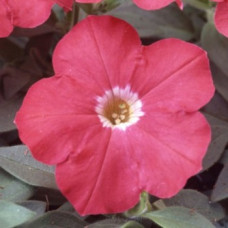 Петуния многоцветковая Lambada Scarlet