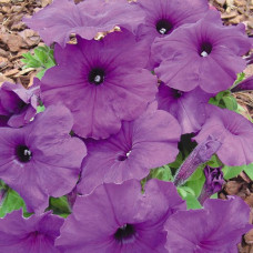 Петуния многоцветковая Mambo GP Deep purple