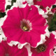 Петуния Kaliffo F1 Picotee Cherry Rose