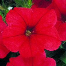 Петуния многоцв Merlin Red