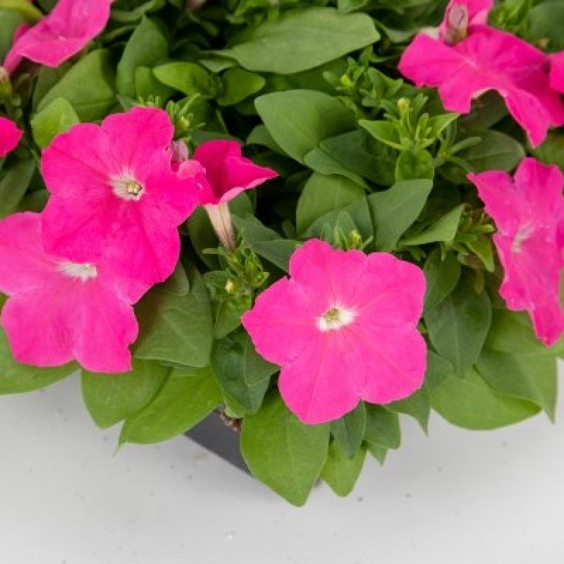 Петунія багатоквіткова Boom! HD F1 Pink, 1000 шт, Benary