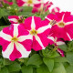 Петунія багатоквіткова Boom! HD F1 Rose Star, 1000 шт, Benary