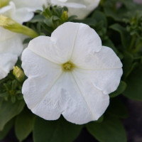 Петунія багатоквіткова Boom! HD F1 White, 1000 шт, Benary
