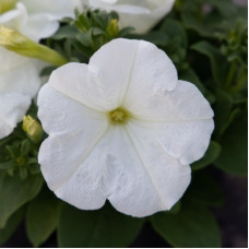 Петунія багатоквіткова Boom! HD F1 White, 10 шт, Benary