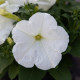 Петунія багатоквіткова Boom! HD F1 White, 1000 шт, Benary