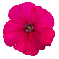 Петунія багатоквіткова Boom! HD F1 Rose, 250 шт, Benary