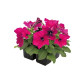 Петунія багатоквіткова Boom! HD F1 Rose, 10 шт, Benary