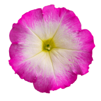 Петунія багатоквіткова Boom! HD F1 Rose Morn, 50 шт, Benary