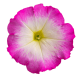 Петунія багатоквіткова Boom! HD F1 Rose Morn, 1000 шт, Benary