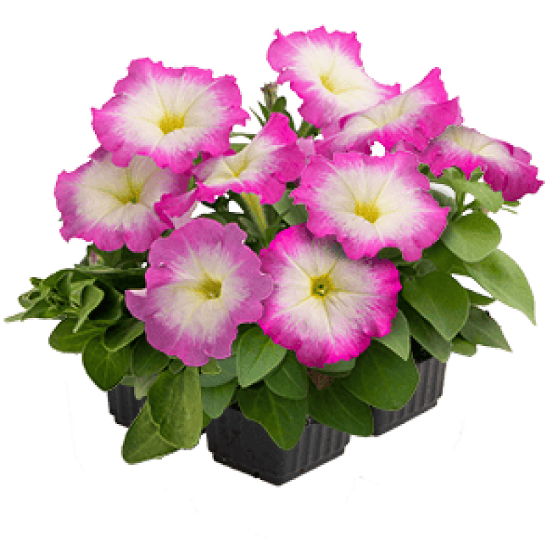 Петунія багатоквіткова Boom! HD F1 Rose Morn, 1000 шт, Benary