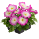 Петунія багатоквіткова Boom! HD F1 Rose Morn, 1000 шт, Benary
