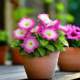 Петунія багатоквіткова Boom! HD F1 Rose Morn, 1000 шт, Benary