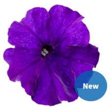 Петунія багатоквіткова Boom! HD F1 Blue, 10 шт, Benary