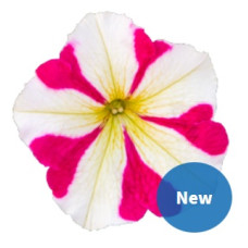 Петунія багатоквіткова Boom! HD F1 Rose Star, 10 шт, Benary