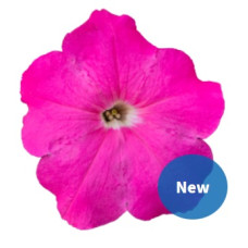 Петунія багатоквіткова Boom! HD F1 Pink, 10 шт, Benary