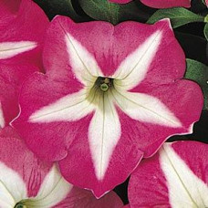 Петуния многоцв CARPET F1 ROSE STAR
