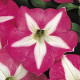 Петуния многоцв CARPET F1 ROSE STAR