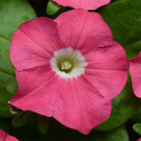 Петуния многоцв CARPET F1 ROSE