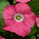 Петуния многоцв CARPET F1 ROSE