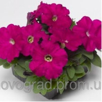 Петуния многоцв Damask® F1 Carmine