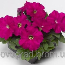 Петуния многоцв Damask® F1 Carmine