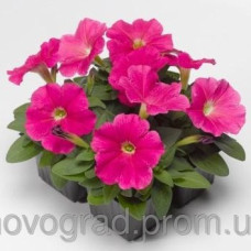 Петуния Damask® F1 Rose