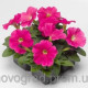 Петуния Damask® F1 Rose