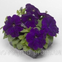 Петуния многоцв Damask® F1 Blue