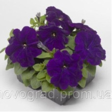 Петуния многоцв Damask® F1 Blue