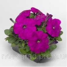 Петуния многоцв Damask® F1 Violet
