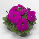 Петуния многоцв Damask® F1 Violet