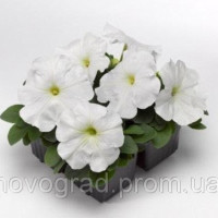 Петуния многоцв Damask® F1 White