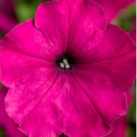 Петуния многоцв Damask® F1 Purple