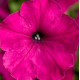 Петуния многоцв Damask® F1 Purple
