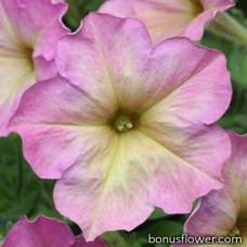 Петуния DEBONAIR F1 Rosy Dusty