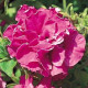 Петунія багатоквіткова DUO F1 Burgundy, 100 шт, PanAmerican