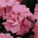 Петуния многоцв DUO F1 PINK SATIN