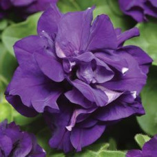 Петунія багатоквіткова DUO F1 BLUE, 25 шт, PanAmerican
