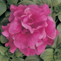 Петуния многоцв DUO F1 ROSE