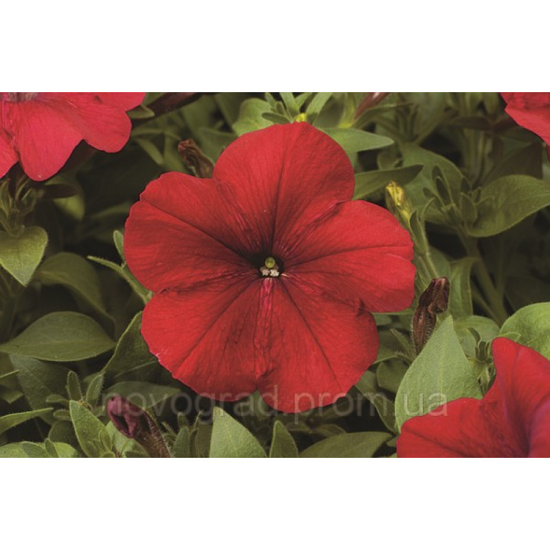 Петуния многоцв  Hurrah® F1 Red