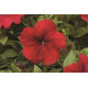 Петуния многоцв  Hurrah® F1 Red