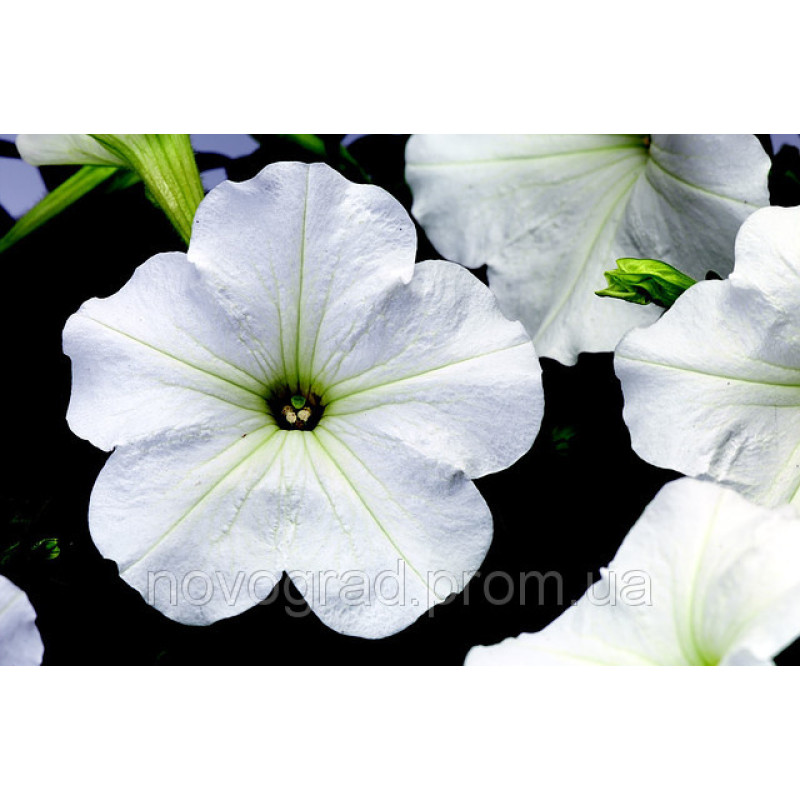 Петуния многоцв Hurrah® F1 White